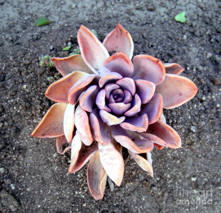 Exotic succulent plant - pink lilac Photograph by Sofia Goldberg - Fine ...