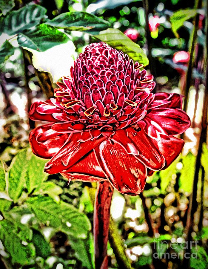 Exotic Torch Ginger Photograph by Alice Terrill