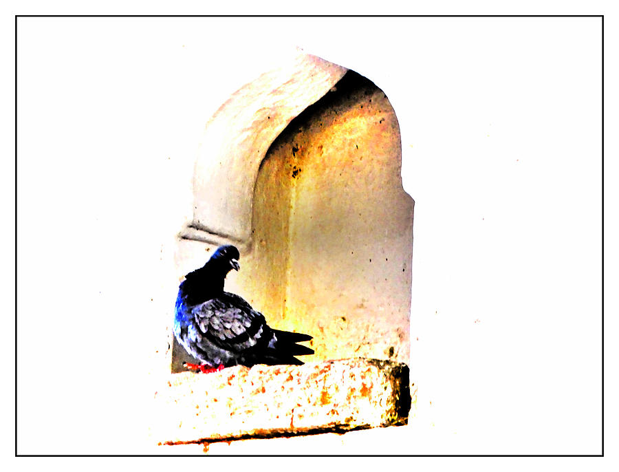 Exotic Travel Pigeons in Palaces India Rajasthan 1b Photograph by Sue Jacobi