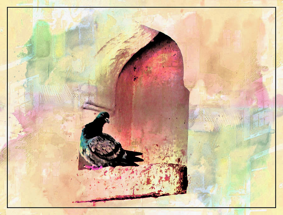 Exotic Travel Pigeons in Palaces India Rajasthan 1e Photograph by Sue Jacobi