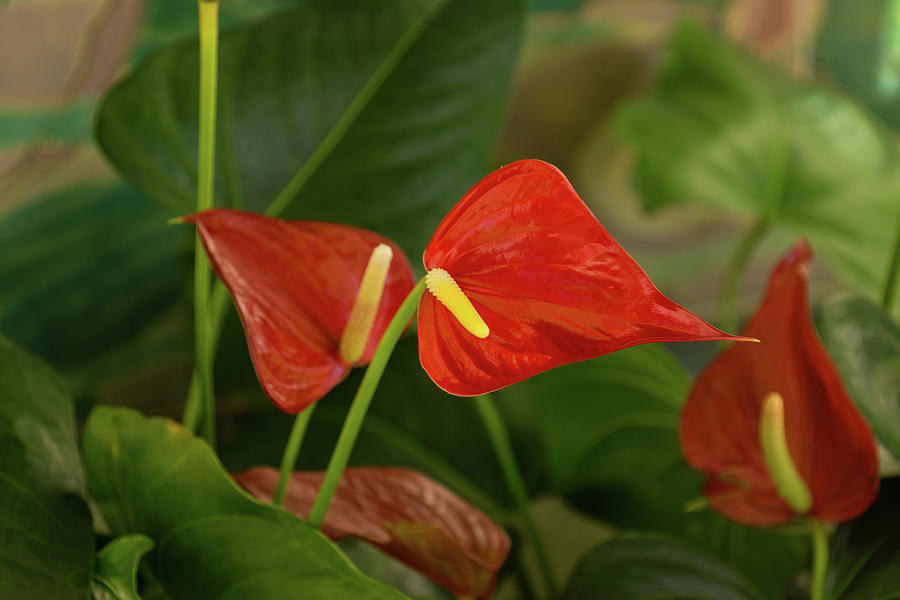 Exotic Tropical Dream Garden - Hot Red Hearts and Lush Greens Photograph by Georgia Mizuleva