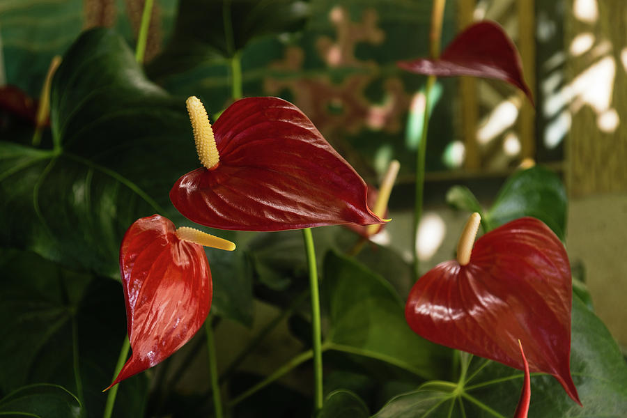 Exotic Tropical Dream Garden - Sun Shade and Heart Shaped Anthurium Flowers Photograph by Georgia Mizuleva