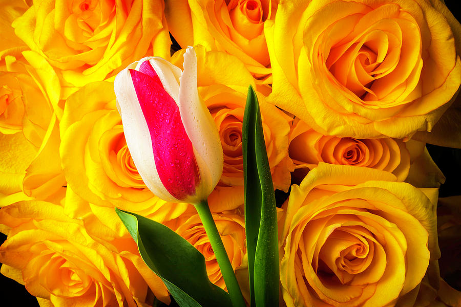 Exotic Tulip And Roses Photograph by Garry Gay