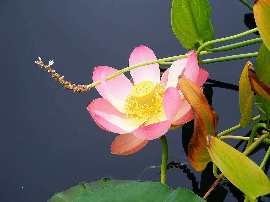 Exotic Waterlily Photograph by Margie Avellino