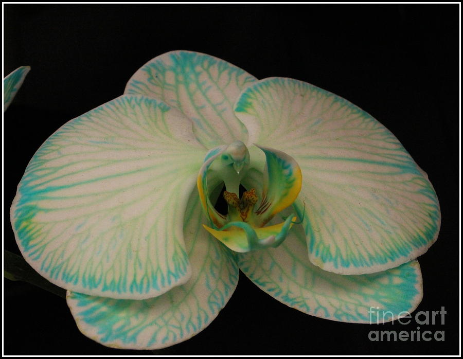 Orchid Photograph -  Orchid in White and Turquoise  by Dora Sofia Caputo
