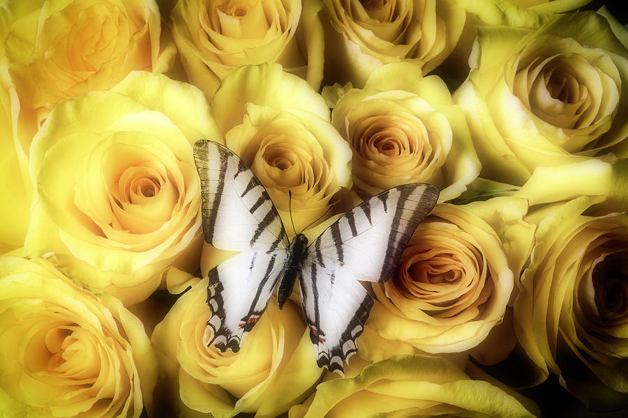Exotic White Butterfly On Roses Photograph by Garry Gay