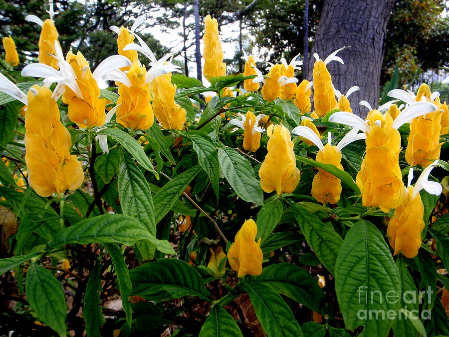 Ginger Photograph - Exotic Yellow Blooms by Mary Deal