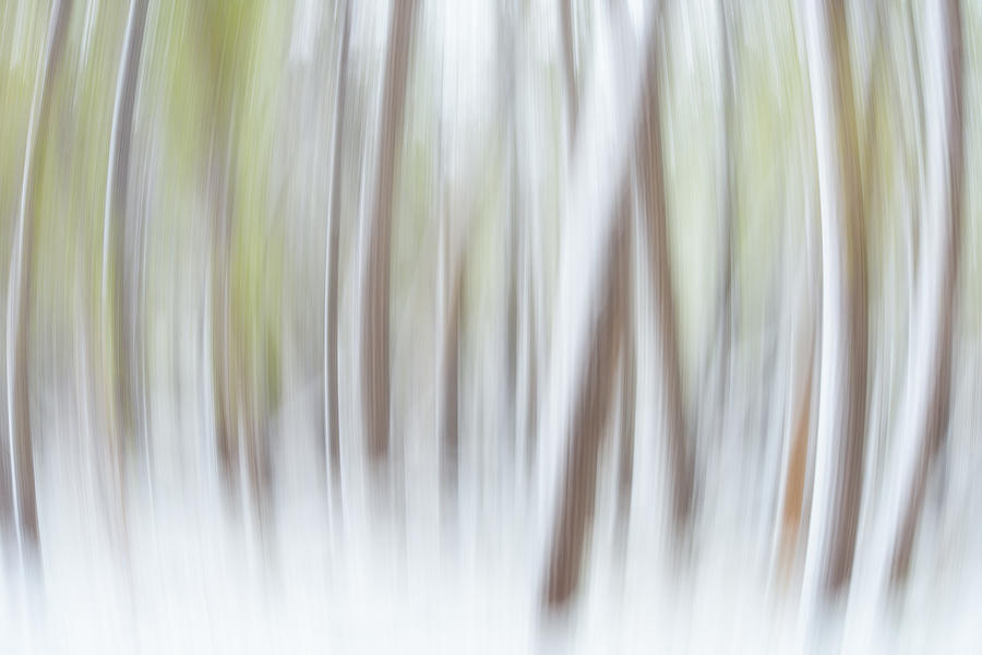 Expanding Forest Photograph