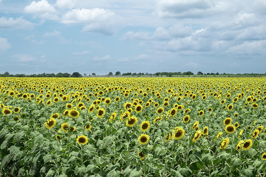 Expansive Sunflower Field Photograph