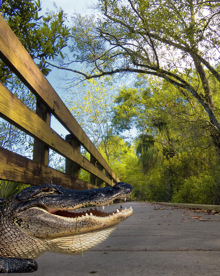 Expect the Unexpected - Gator on the Boardwalk Photograph by Mitch Spence
