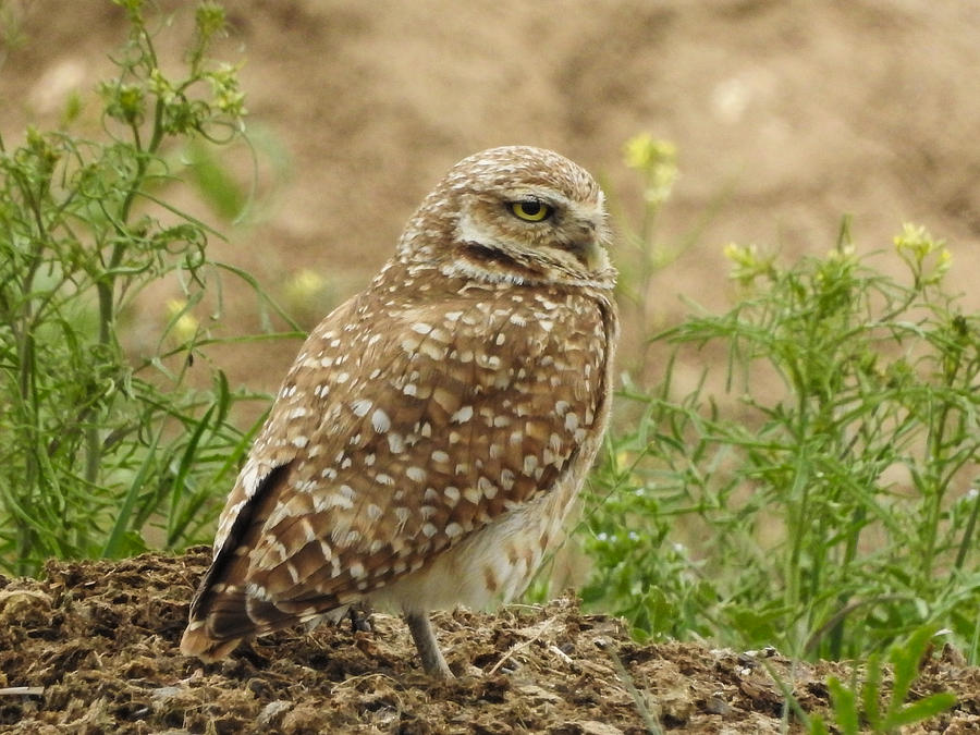 Expectant Father Burrowing Owl Photograph by Mindy Musick King