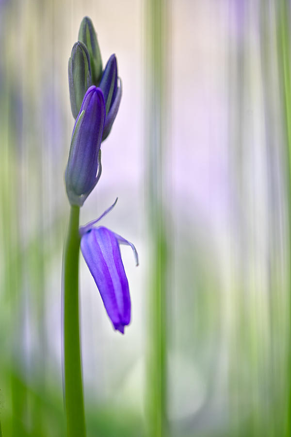 Expecting bluebell Photograph by Dirk Ercken