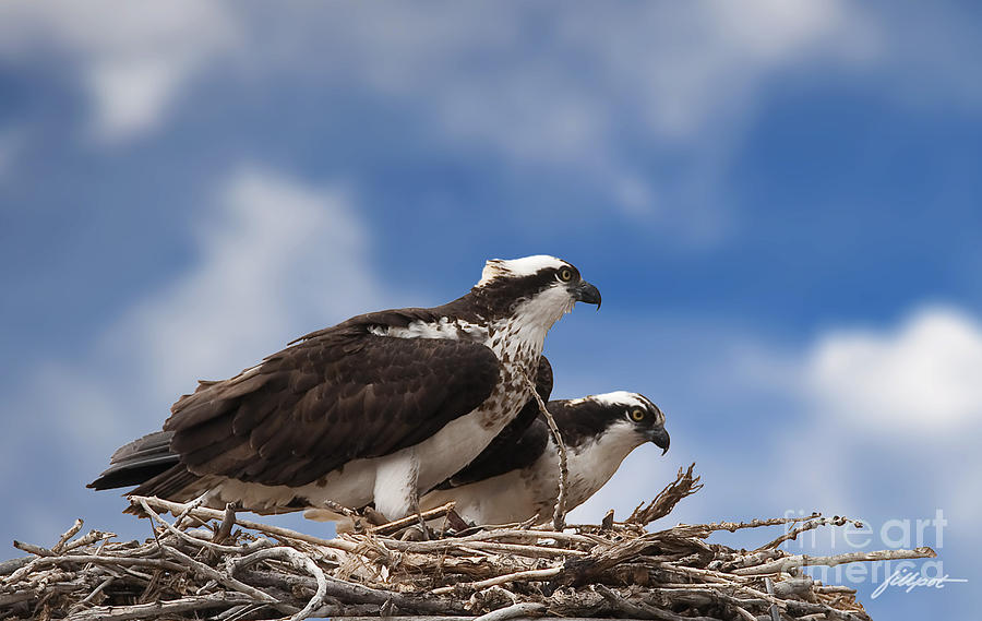 Osprey Photograph - Expecting by Bon and Jim Fillpot