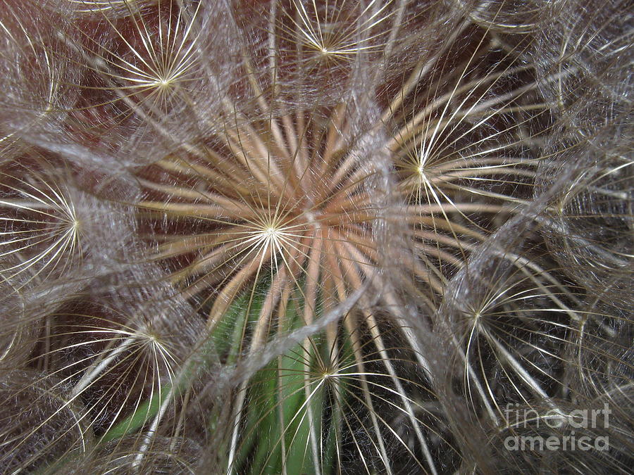 Experience the Dandelion Photograph by Marie Neder