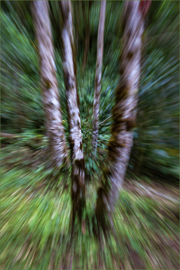 Exploding Birches Photograph by Deidre Elzer-Lento