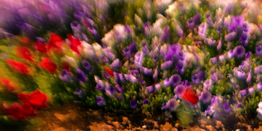 Flower Photograph - Exploding Flowers 1 by Madeline Ellis