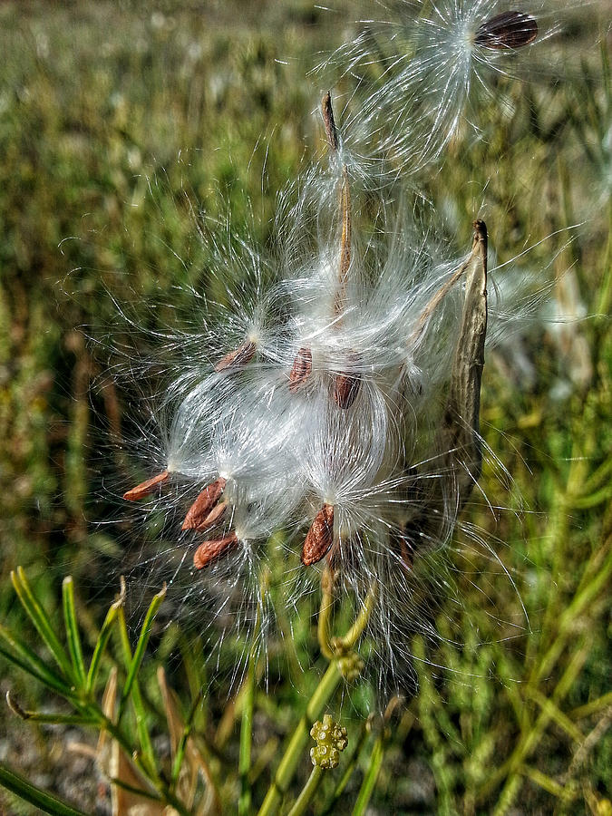 Exploding Milkweed Seed Pods Photograph by Jim Thomas | Fine Art America