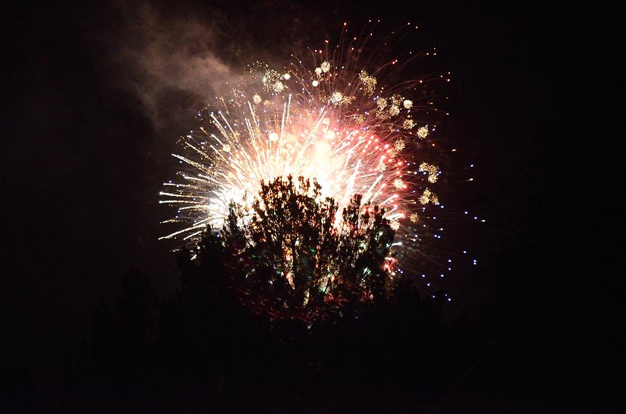 Exploding tree Photograph by Rick Martin | Fine Art America