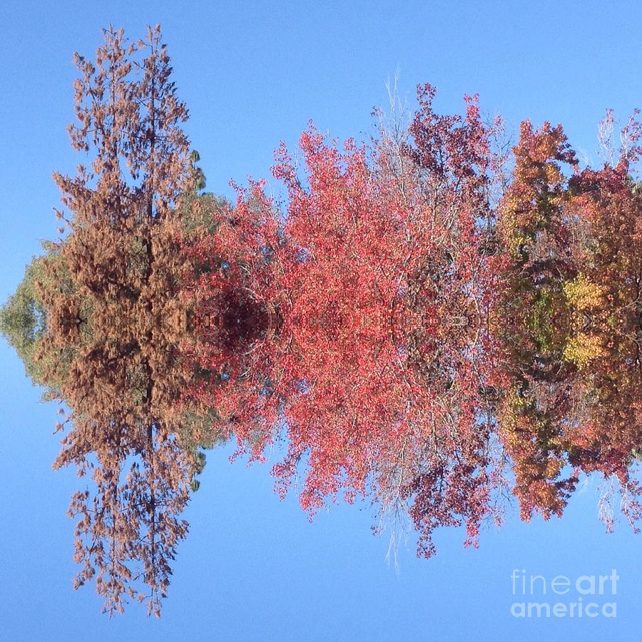 Explosion of Autumn Leaves Photograph by Nora Boghossian