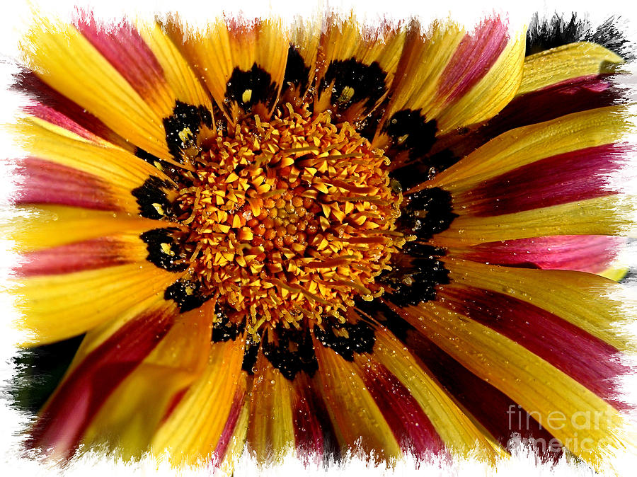 Daisy Photograph - Explosion of Color - Framed by Carol Groenen