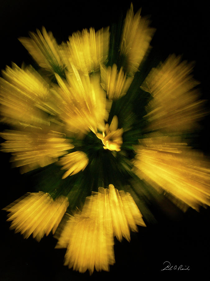 Explosion of Mums Photograph by Frederic A Reinecke