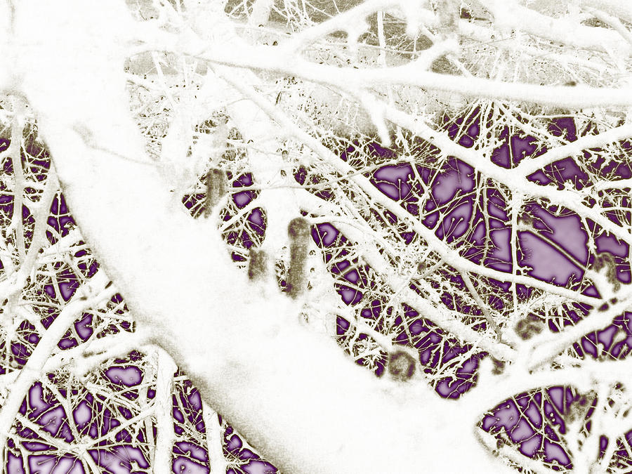Abstract Tree Photograph - Explosion Of Purity 2 by Nicole Kinzer Abstract Tree Photograph - Explosion Of Purity 2 by Nicole Kinzer