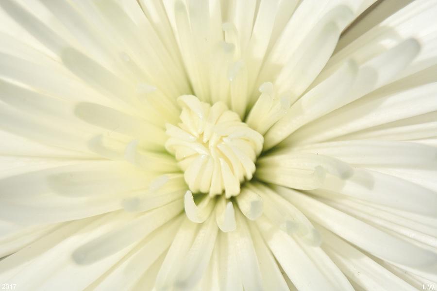 Explosion Of White Photograph by Lisa Wooten