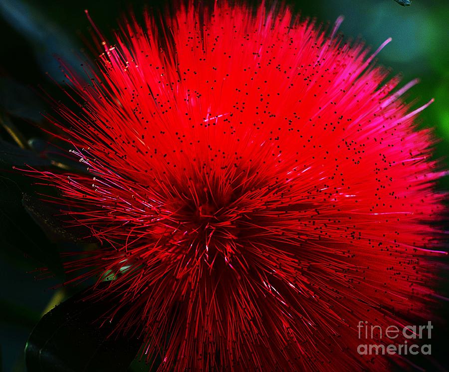 Explosive Nature Photograph by Cindy Manero