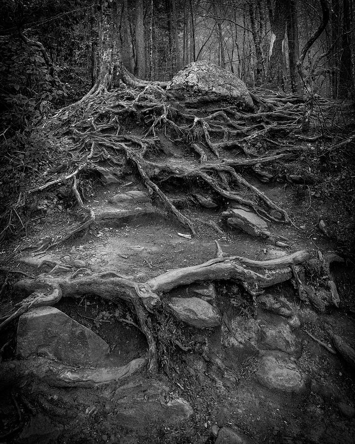 Exposed Roots Photograph by Alan Raasch