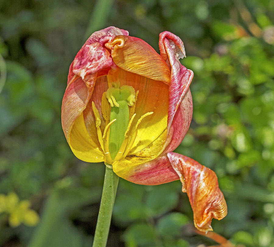 Exposed Tulip Photograph by Bob Slitzan