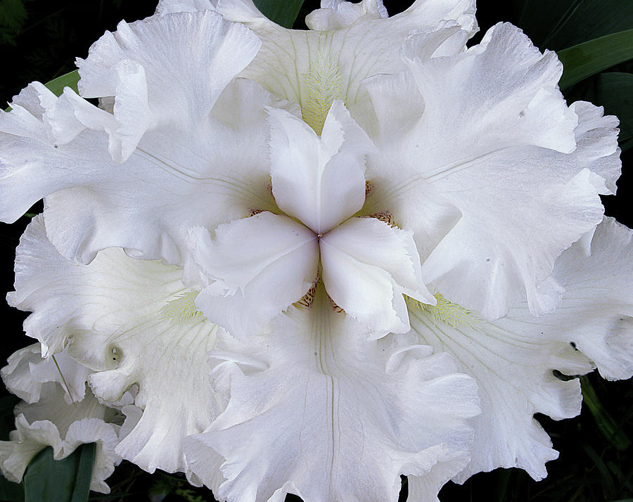 Exposed White Iris Photograph by Grant Groberg
