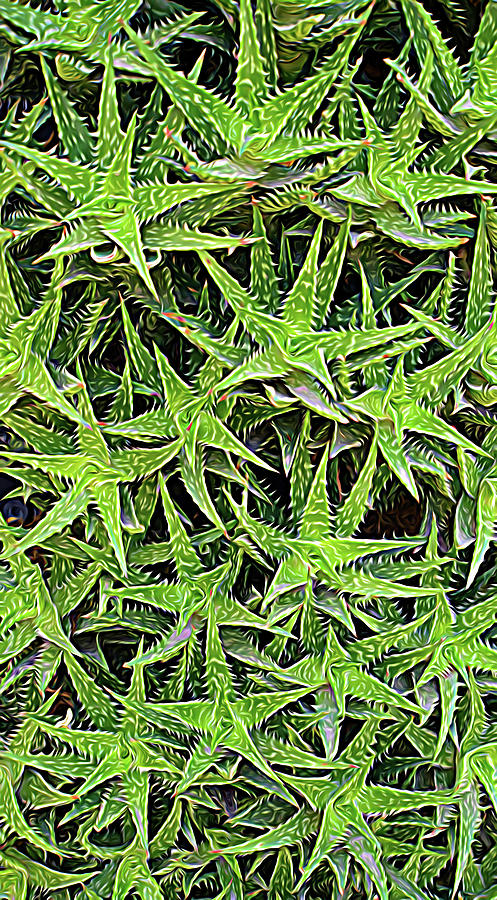 Expressionalism Aloevera Photograph by Aimee L Maher ALM GALLERY