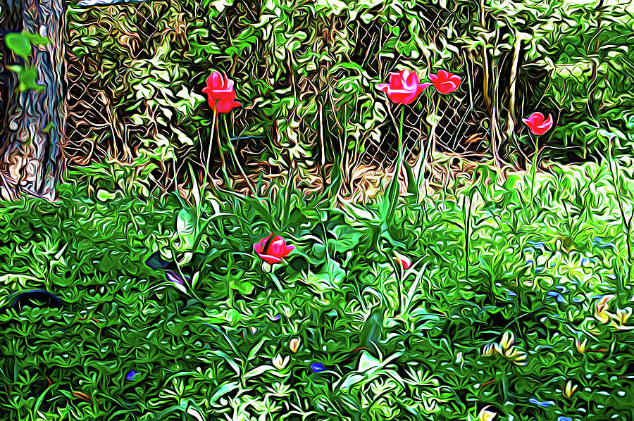 Expressionalism Backyard Tulips Photograph by Aimee L Maher ALM GALLERY