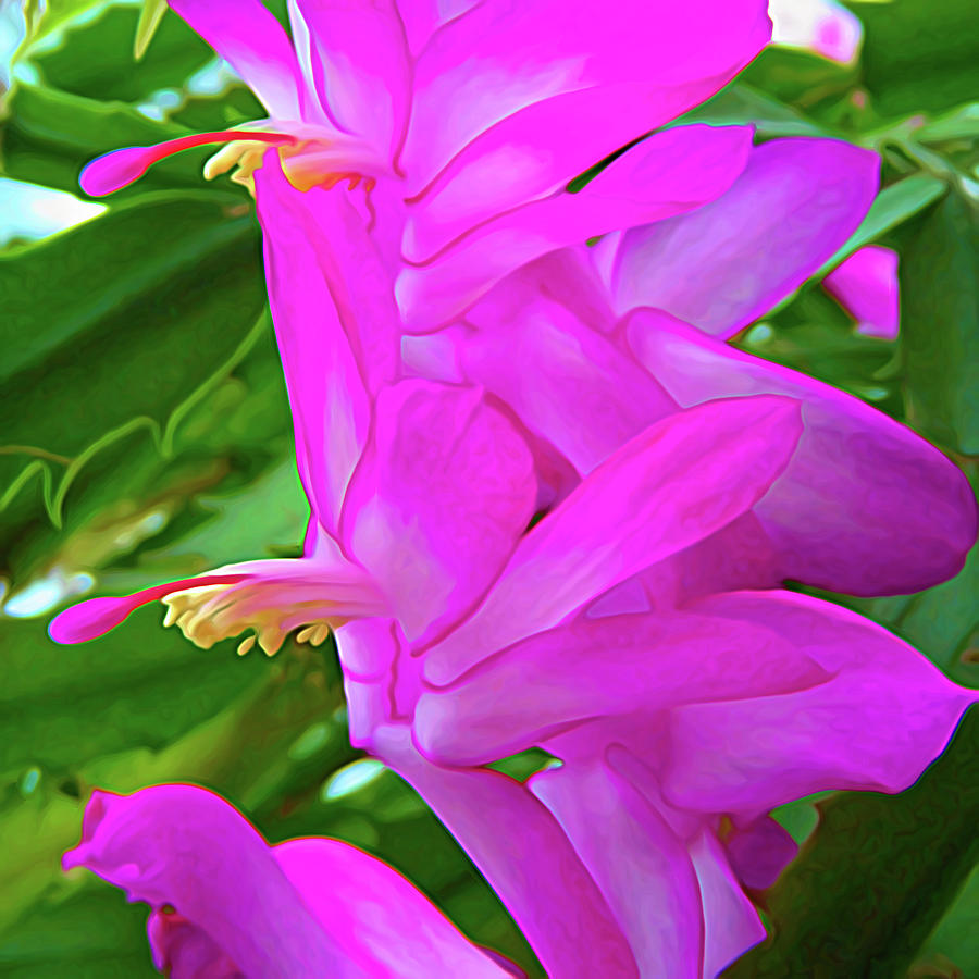 Expressionalism Christmas Cactus Flower Photograph by Aimee L Maher ALM GALLERY