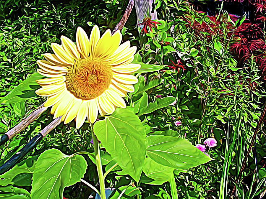 Expressionalism Garden Sunflower Photograph by Aimee L Maher ALM GALLERY