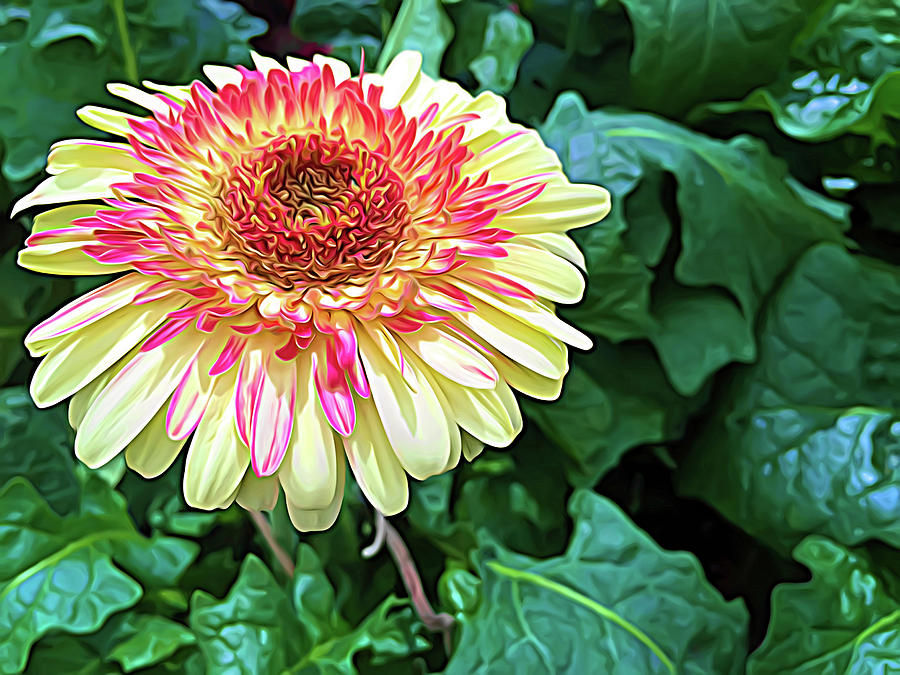 Expressionalism Gerbera Daisy Photograph by Aimee L Maher ALM GALLERY