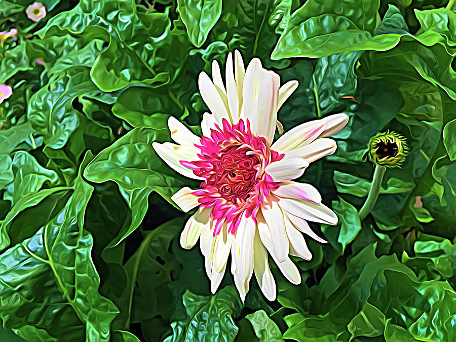 Expressionalism Gerbera Daisy and Bud Photograph by Aimee L Maher ALM GALLERY