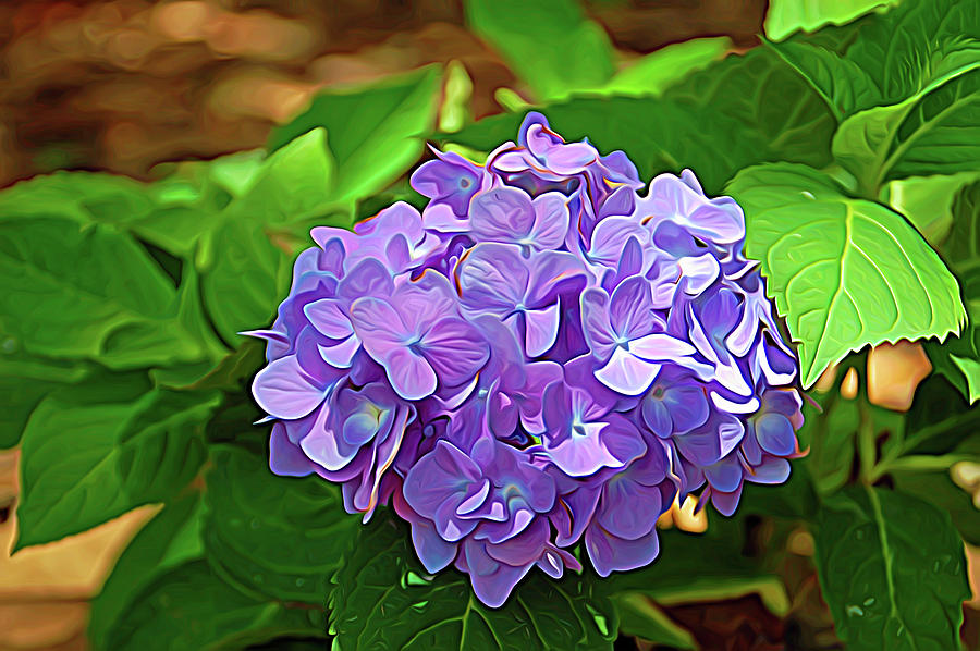 Expressionalism Hydrangea Photograph by Aimee L Maher ALM GALLERY