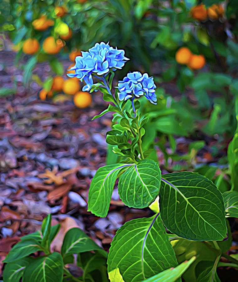 Expressionalism Hydrangea and Oranges Photograph by Aimee L Maher ALM GALLERY