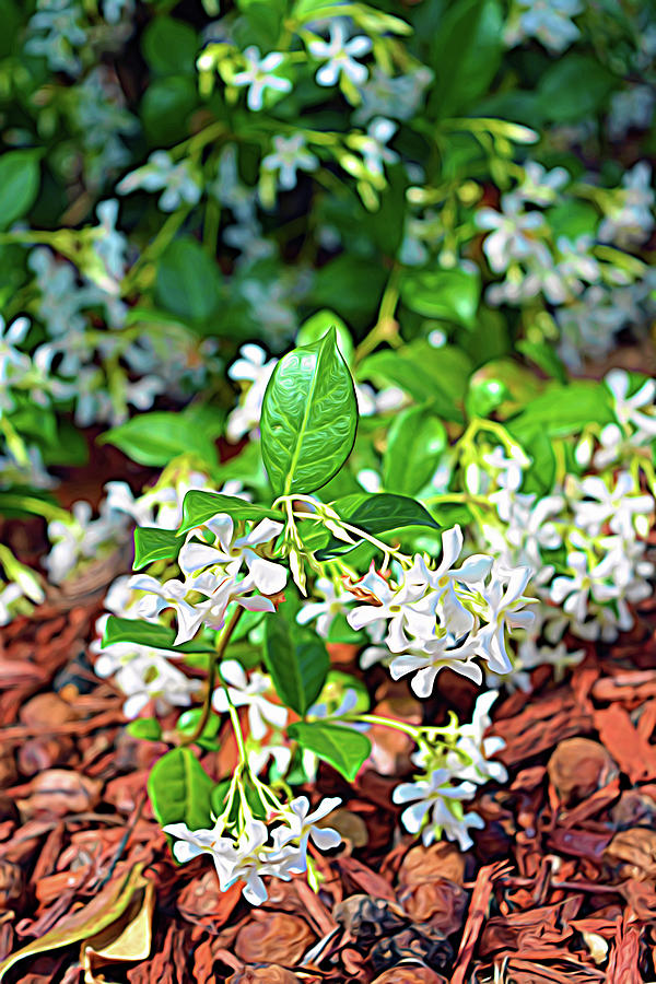 Expressionalism Jasmine in Bloom Photograph by Aimee L Maher ALM GALLERY