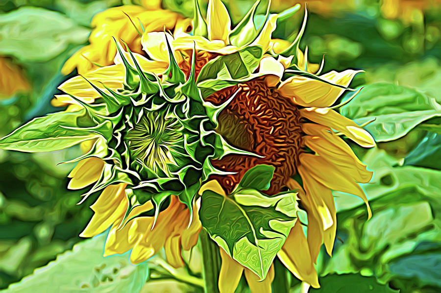 Expressionalism Joyous Sunflower Photograph by Aimee L Maher ALM GALLERY