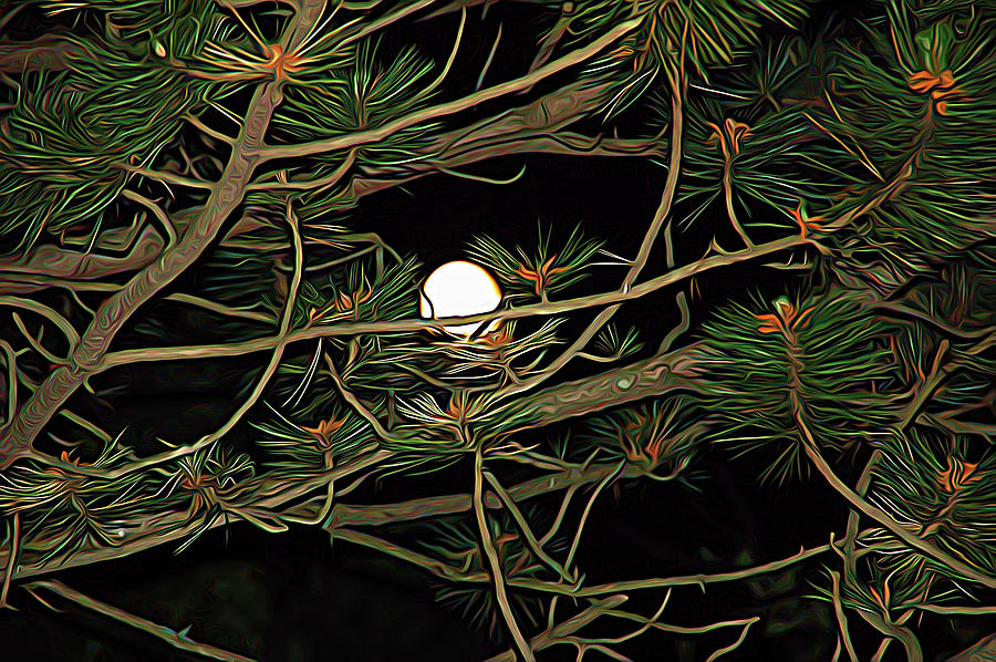 Expressionalism Moon Through Pines Photograph by Aimee L Maher ALM GALLERY