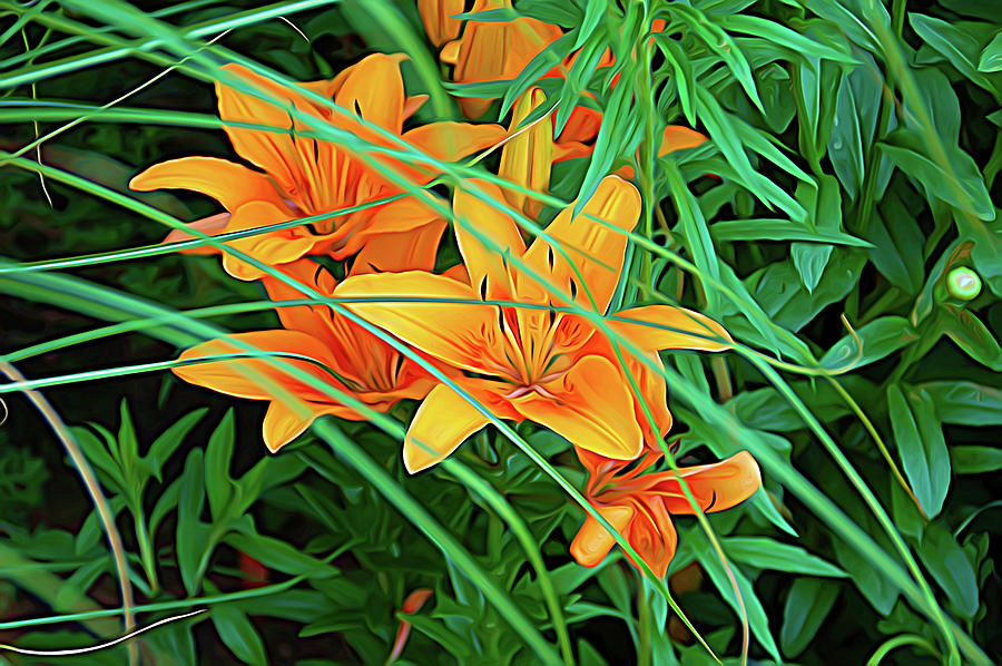 Expressionalism Orange Tiger Lilies Photograph by Aimee L Maher ALM GALLERY