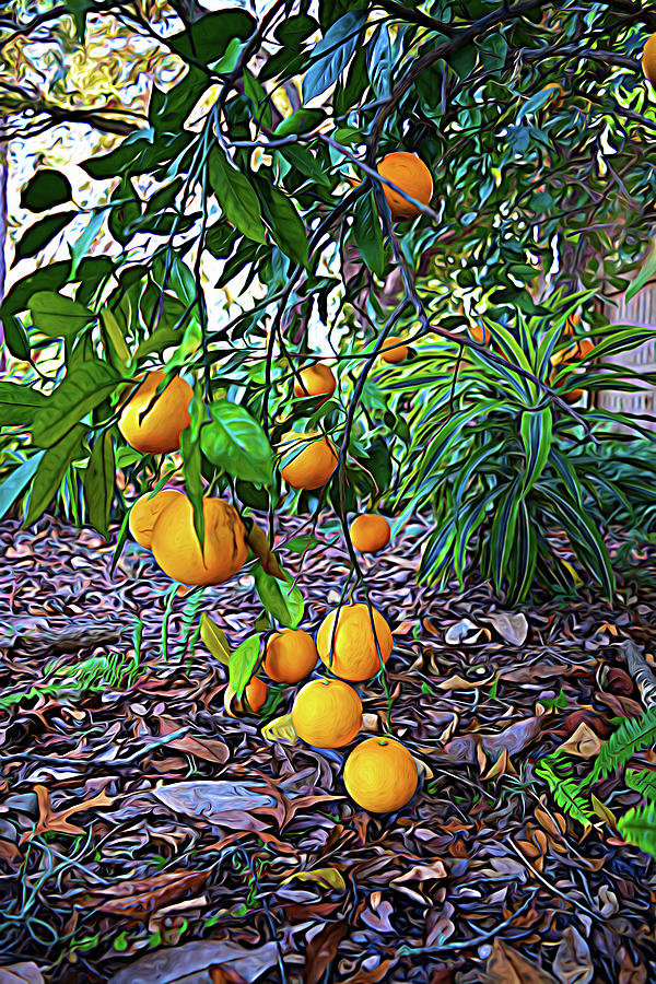 Expressionalism Orange Tree Photograph by Aimee L Maher ALM GALLERY