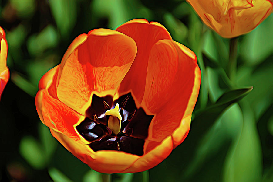 Expressionalism Orange Tulip Photograph by Aimee L Maher ALM GALLERY