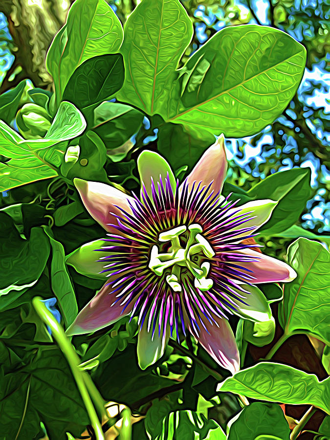Expressionalism Passion Flower 1 Photograph by Aimee L Maher ALM GALLERY