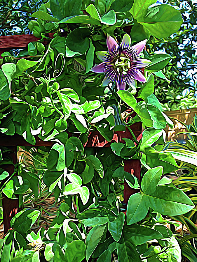 Expressionalism Passion Flower 2 Photograph by Aimee L Maher ALM GALLERY