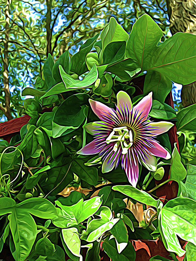 Expressionalism Passion Flower 3 Photograph by Aimee L Maher ALM GALLERY