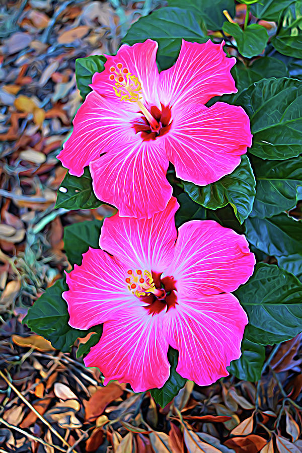 Expressionalism Pink Hibiscus Blloms Vertical Photograph by Aimee L Maher ALM GALLERY