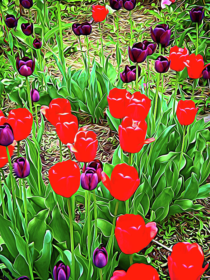 Expressionalism Red and Purple Tulips Photograph by Aimee L Maher ALM GALLERY
